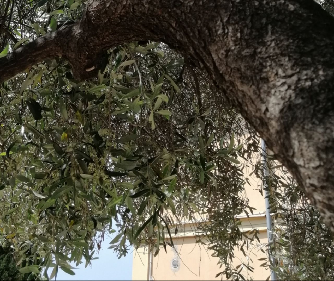 Foto de un olivo. Niveles altos de polen de olivos y gramíneas